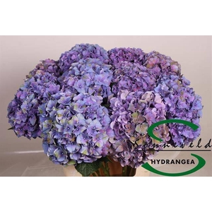HYDR M CH RODEO CL
