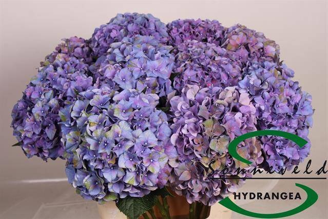 <h4>HYDR M CH RODEO CL</h4>