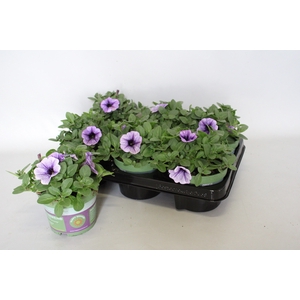 Petunia Lilac Vein