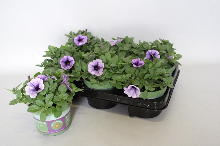 <h4>Petunia Sanguna Lilac Vein</h4>