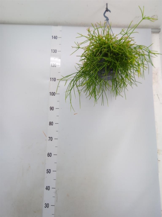 <h4>Rhipsalis pulchra</h4>