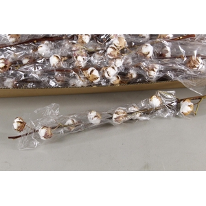 DF KATOEN GOSSYPIUM 12 BOL SELCTED