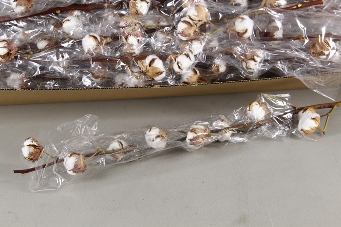 <h4>DF KATOEN GOSSYPIUM 12 BOL SELCTED</h4>