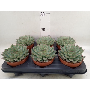 Echeveria pulidonis 'Sky Pearl'