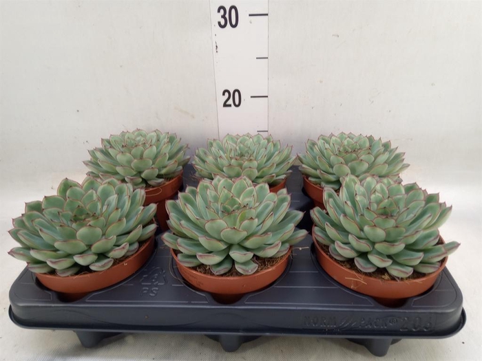 <h4>Echeveria pulidonis 'Sky Pearl'</h4>
