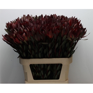 Leucad Safari Sunset