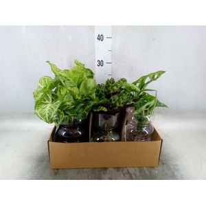 Planten  ..mix