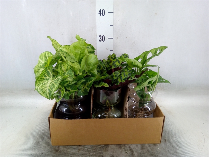 <h4>Planten  ..mix</h4>