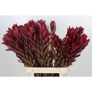 Leucadendron Jester