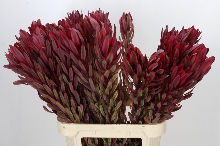 <h4>Leucadendron Jester</h4>
