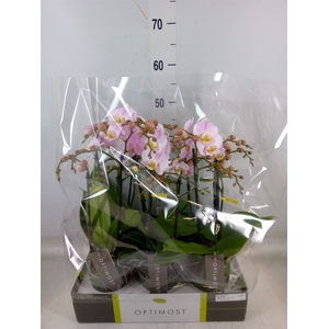 Phalaenopsis multi. 'FC Angel Eyes'