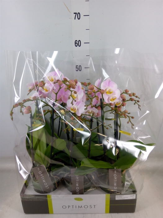 <h4>Phalaenopsis multi. 'FC Angel Eyes'</h4>