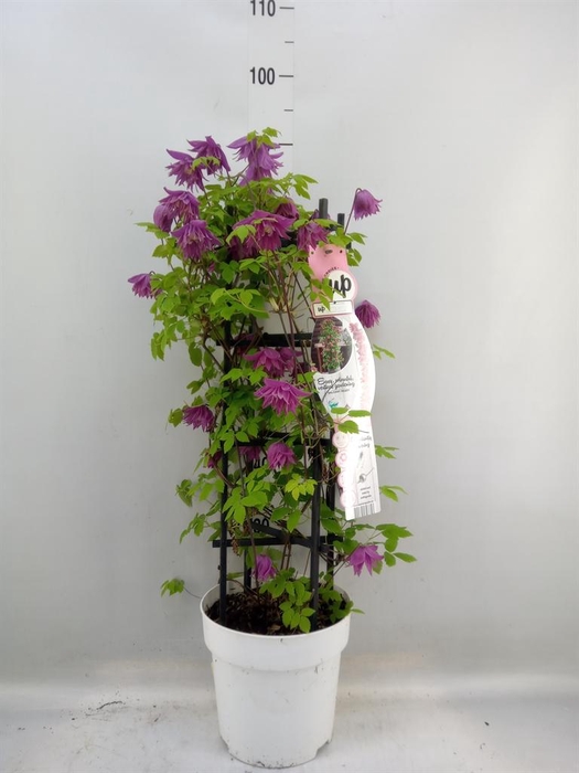 <h4>Clematis alpina</h4>