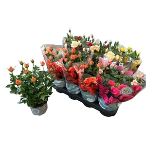 RO KORDANA GEM 5 SRT