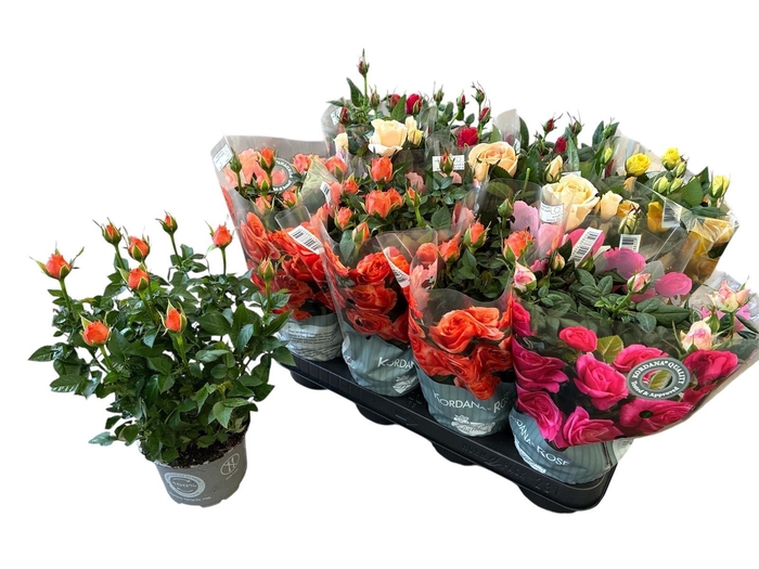 <h4>RO KORDANA GEM 5 SRT</h4>