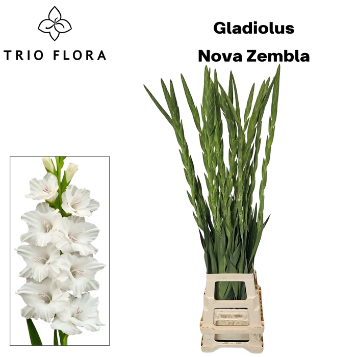 <h4>GLAD GR NOVA ZEMBLA 996</h4>