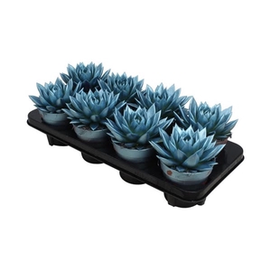 Echeveria coloured metallic blue