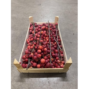 SIERFRUIT MALUS TAK KIST