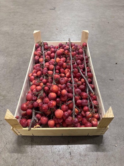 <h4>SIERFRUIT MALUS TAK KIST</h4>