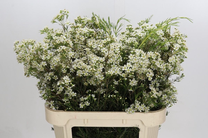 <h4>Chamelaucium Jupiter Moon</h4>