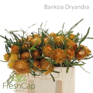 Banksia Dryandra