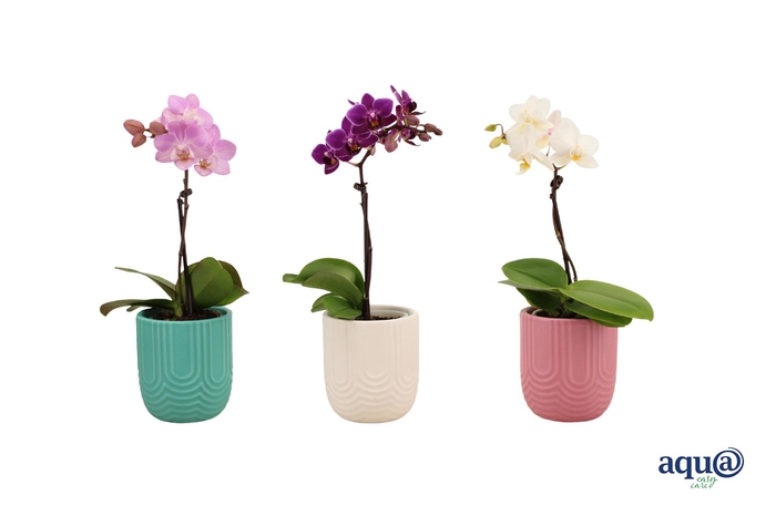 <h4>Mila Mix Tiny Dolls Mix 1T7+ Aqu@</h4>