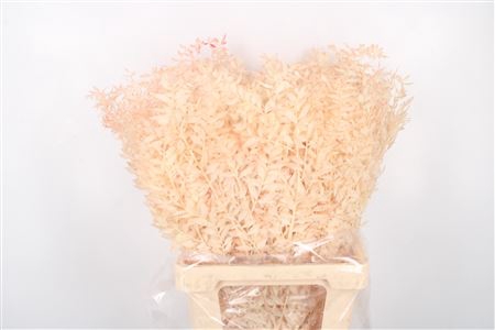 <h4>Ruscus. Salmon Per Stem</h4>