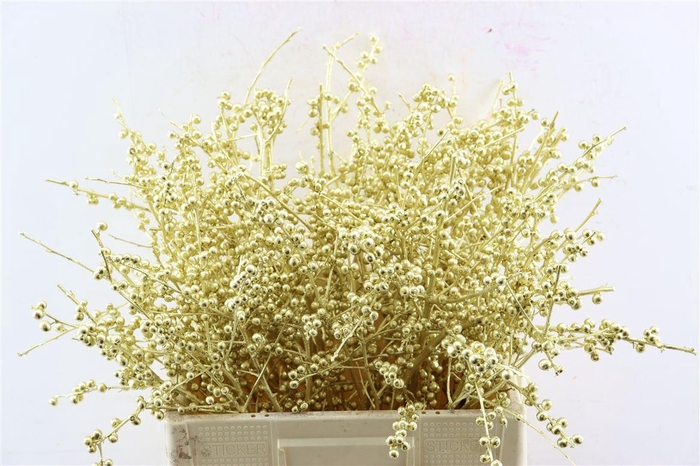 <h4>Ilex Klbh Gold Stem</h4>