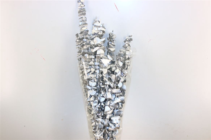 Pres Euca Baby Blue Silver Bunch