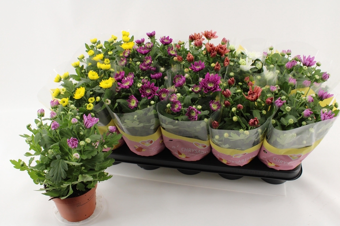 <h4>CHRYS GEVULDBL GEM</h4>