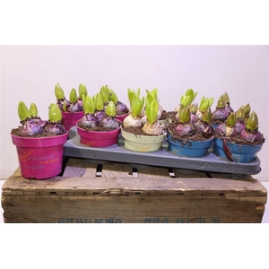 arr8 Hyacin Gem 3 Kl