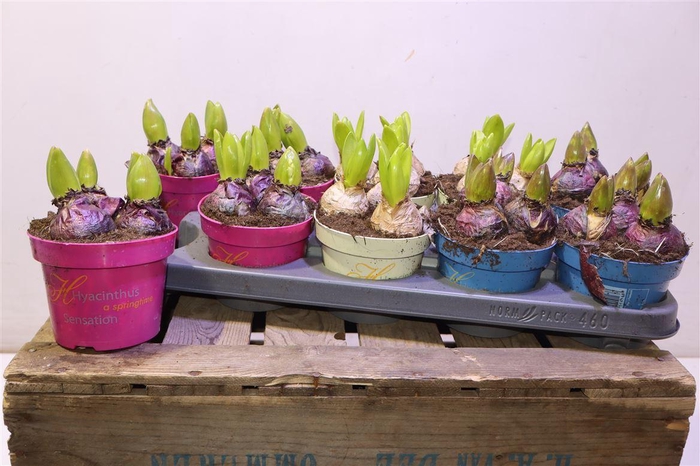 <h4>arr8 Hyacin Gem 3 Kl</h4>