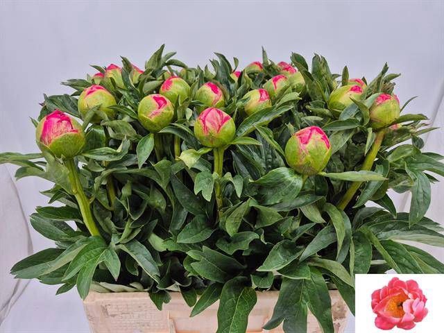 <h4>PAEO CORAL SUNSET</h4>