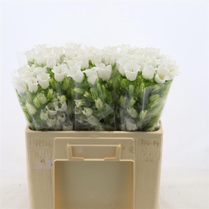 Campanula Champion White
