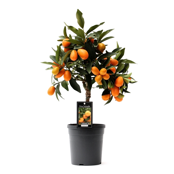 <h4>Citrus Kumquat</h4>