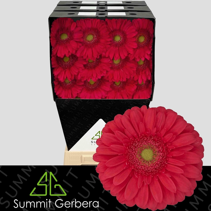 <h4>Gerbera Treasure Diamond</h4>