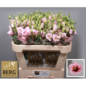 Lisianthus Claire Light Pink