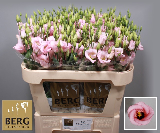 <h4>Lisianthus Claire Light Pink</h4>