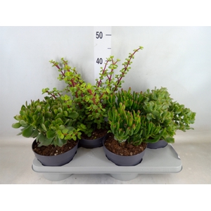 Crassula   ...mix