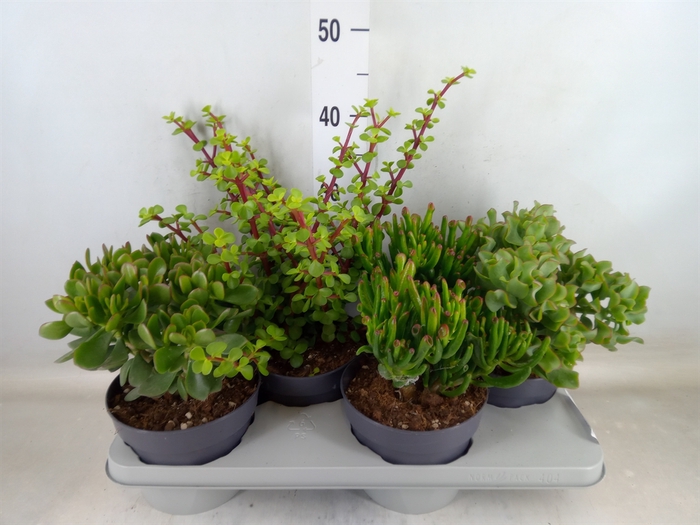 <h4>Crassula   ...mix</h4>