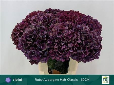 <h4>Hyd Ruby Aubergine Classic</h4>