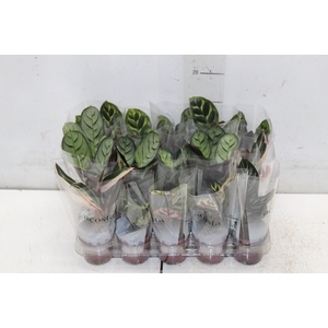 MARANTA VARIADO P06