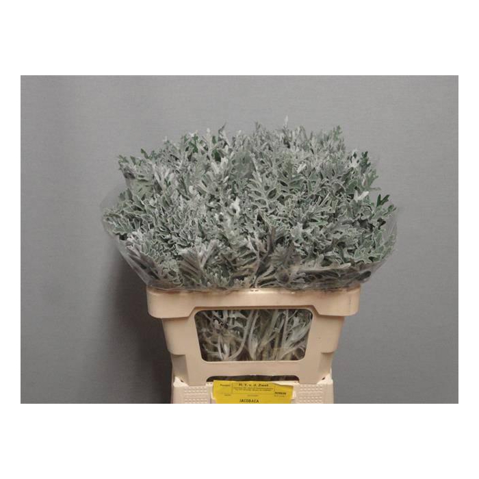 <h4>Jacobaea Maritima</h4>