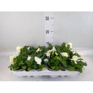 Viola wr. 'Alpha White wBlotch'