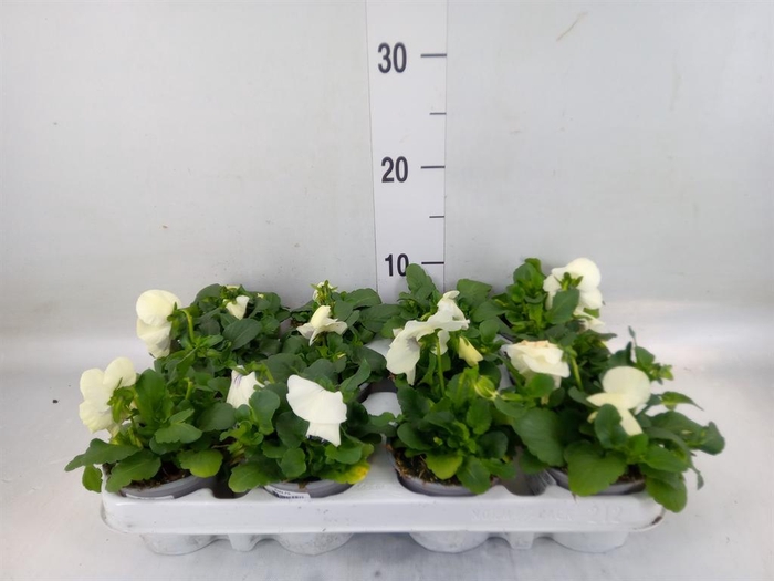 <h4>Viola wr. 'Alpha White wBlotch'</h4>