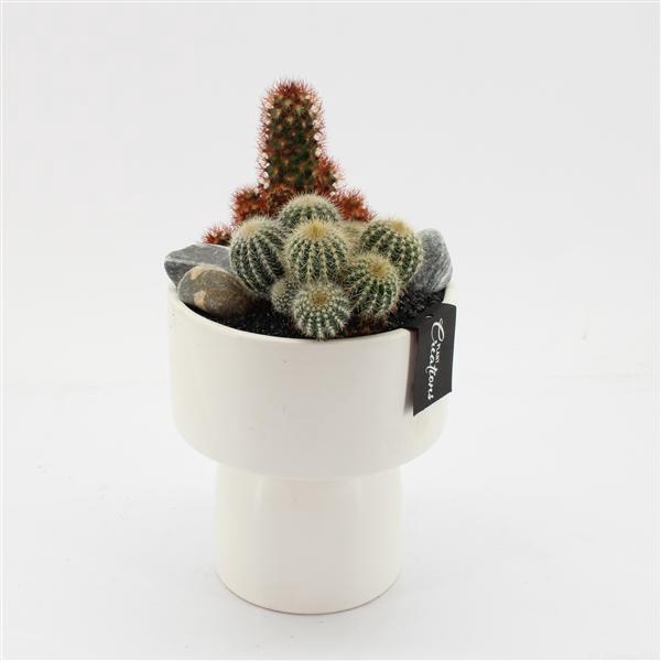 <h4>CTCR-2548 Cactus Essentials</h4>