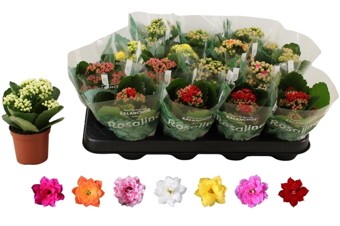 <h4>KAL GE RO GEM 6 KL</h4>