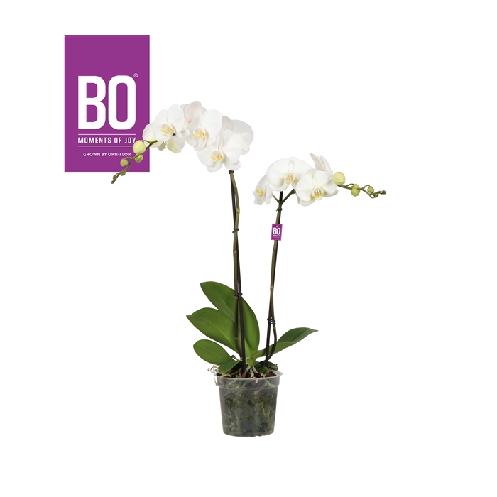 <h4>King P15 BO White 2 spike</h4>