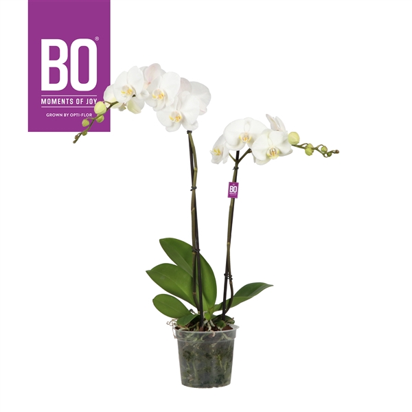 <h4>King P15 BO White 2 spike</h4>