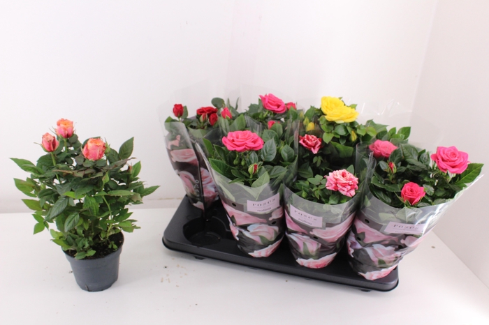 <h4>RO PATHIT GEM 5 SRT</h4>